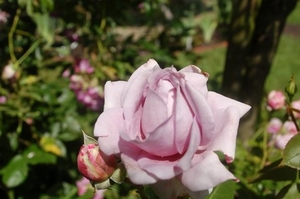 Blick in unser Rosarium Blick in unser Rosarium