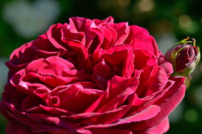 Garten aller Sinne - Bild 13